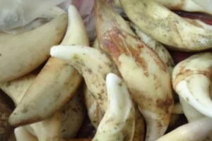 做网络项目，找准一个领域深耕，就能组成一个新的玩法！